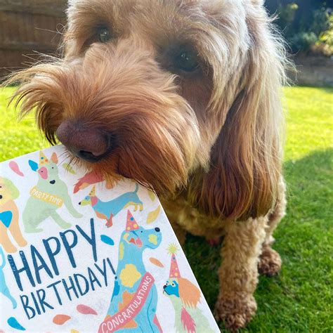 Edible Happy Birthday Card For Dogs By Scoff Paper