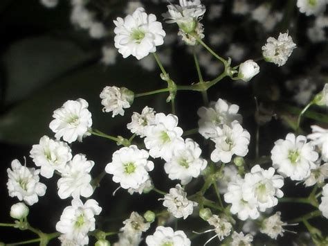 Photo Macro Photoswhite And Very Little White Flowersi Have