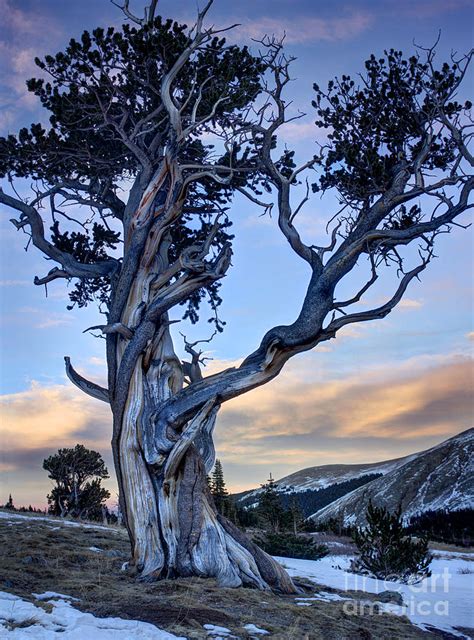 Ancient Bristlecone Pine Photograph By Andrew Terrill