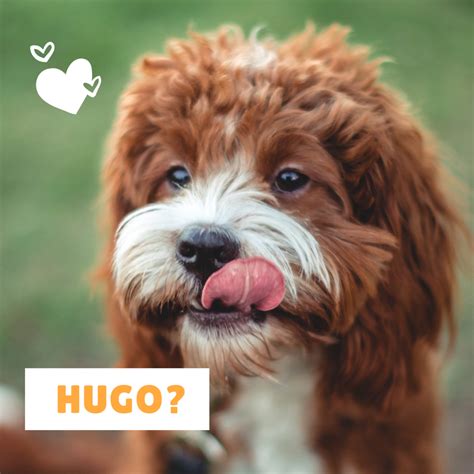 How to say the word dogs in spanish. 100+ Popular Spanish Dog Names and Their Meanings | PetHelpful