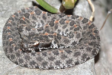 South Carolina Venomous Snake Guide Photo Gallery Wciv