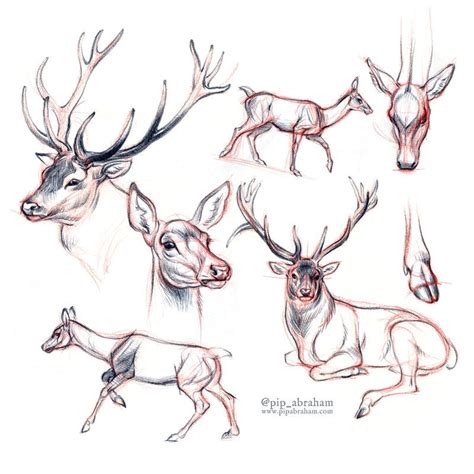 Drawdeercember Day 5 Red Deer By Oxpecker On Deviantart Deer Drawing