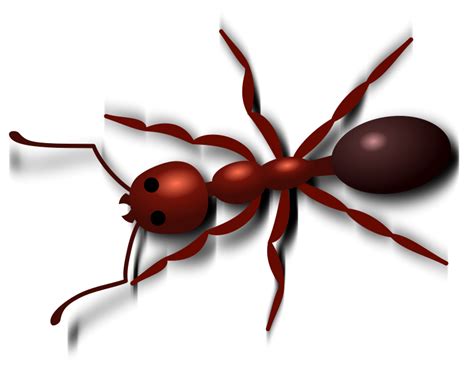 Outline Of A Giant Ant Clipart Best