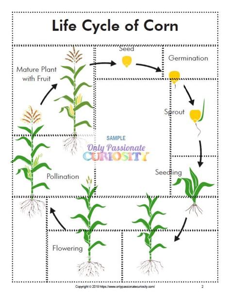 Life Cycle Of Corn Maize Plant Growth Stages From Seed To Fruiting