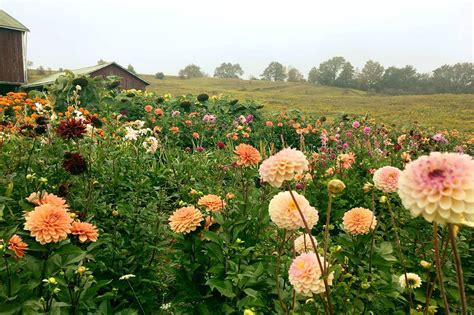 You Can Cut Your Own Flowers On This Stunning Farm Near Toronto