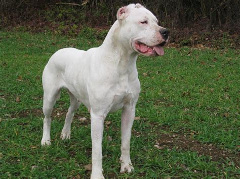 Dogo Argentino Wallpapers Wallpaper Cave