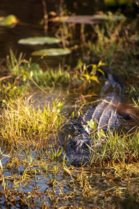 American Alligator Alligator Mississippiensis Stock Image - Image of wild, sanctuary: 107777993