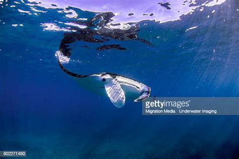 Manta Ray Migration Photos And Premium High Res Pictures Getty Images
