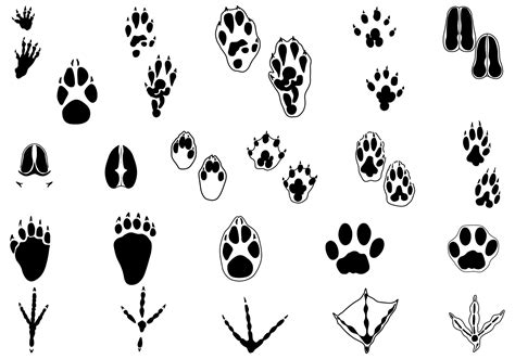 Animal Tracks Vector Pack Two 56496 Vector Art At Vecteezy