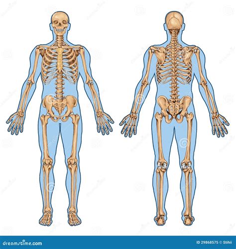 Huesos Del Cuerpo Humano Vista Posterior Leqweradvantage