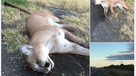 Dead Cougar Found Along Highway 240 In Kennewick Tri City Herald
