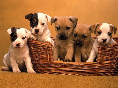 The Cute Dogs And Puppies Nice Wallpapers Nice Wallpapers Animals