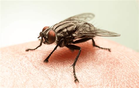 What products and services does the home depot offer to kitchen remodelers shopping at the fleming island store? Pest Library | Common Pests In Jacksonville & The First ...