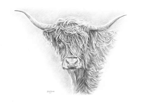 Highland Cow Digital Download Hand Drawn Pencil Sketch Etsy