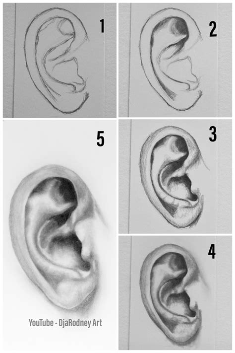 How To Draw Ears Step By Step At Drawing Tutorials