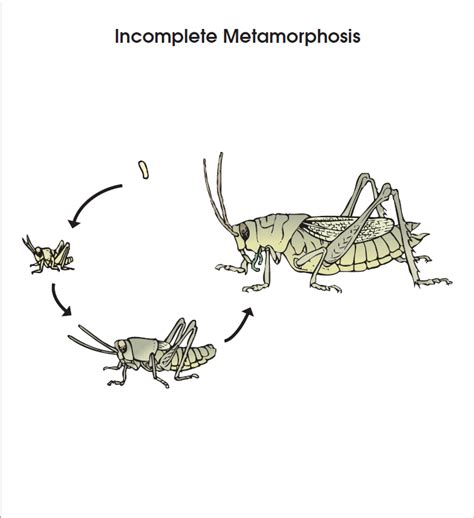 Incomplete Metamorphosis Diagram Quizlet