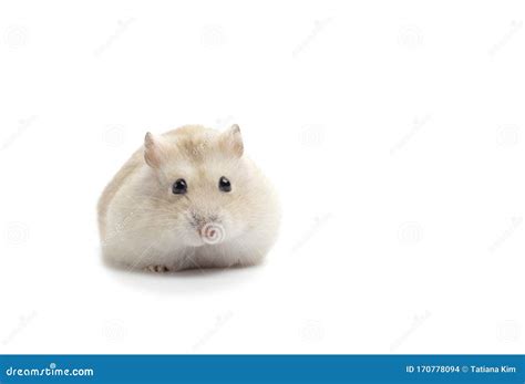 Dwarf Fluffy Hamster Isolated On White Background Front View Stock
