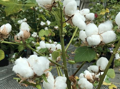 Fda Approves Genetically Modified Cotton For Human Consumption