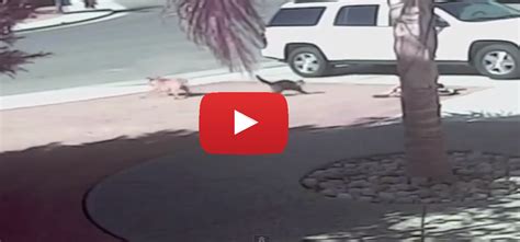 Incredible Cat Saves Child From Attack Im Amazed Dog Attack Cat