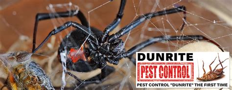 Get a free online quote via our website or call 131 546. Dunrite Pest Control Port Macquarie & Coffs Harbour Pest ...