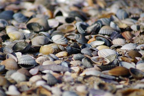 Seashells Shells Clam Free Photo On Pixabay Pixabay