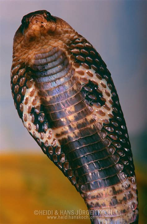 Snake King Cobra Ophiophagus Hannah Biggest Venomous Snake Typical Threat Behaviour