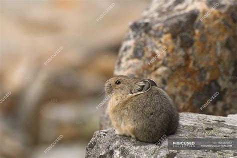Pika Sitting On Rock — Habitat Ecology Stock Photo 168987952