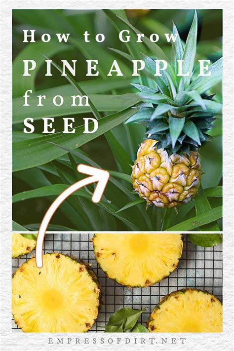 Grow Pineapple Plant Ripe Pineapple Growing Fruit Growing Plants