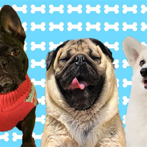 Top 123 Funny Dog Instagram Bio Examples Amprodate