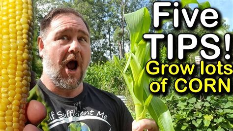 Check spelling or type a new query. 5 Tips How to Grow a Ton of Sweetcorn in One Raised Garden ...