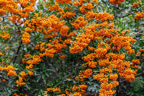 How To Grow And Care For Pyracantha Horticulture Magazine