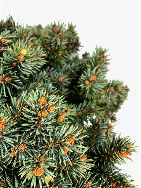 European blue dwarf with bluish needles. Dwarf Blue Pearl Colorado Spruce Trees For Sale | The Tree ...