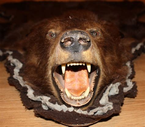 Authentic Brown Bear Skin Rug With Taxidermy Mounted Head