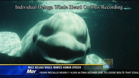Study Male Beluga Whale Mimics Human Speech