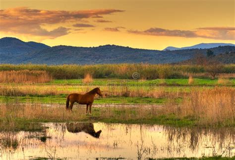 Farm Horse In Rural Landscape In Spring Hoodoo Wallpaper