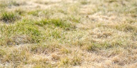 On the other hand, applying ironite too much more frequently will definitely harm your. Lawn Watering Tips | Milorganite