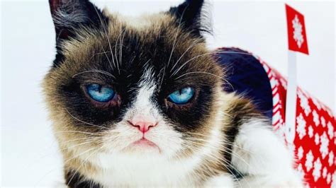 Grumpy Cat Morreu A Gata Mais Rabugenta Da Internet
