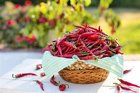 Wallpaper Id 293473 Cayenne Peppers Red Peppers Hot Peppers Harvest