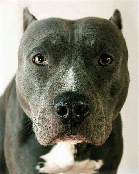 Blue Pit Bull Dog I Would Never Trade My Blue Pit In For Anythinghe