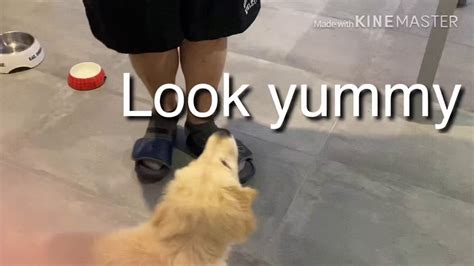 Golden Retriever Puppy Goldie Eatswagyu Beef For The First Time Youtube