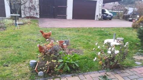 Hühner fühlen sich nur gemeinsam mit artgenossen wohl. Hühner im Garten - YouTube