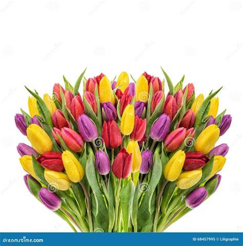 Bouquet Of Fresh Spring Tulips Colorful Flowers Water Drops Stock