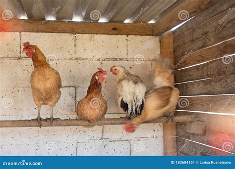 Chickens Sitting On A Perch In A Chicken Coop Stock Image Image Of