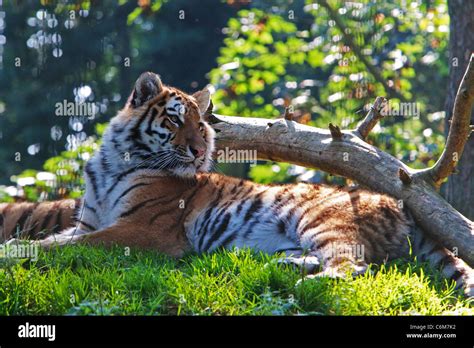 The Siberian Tiger Panthera Tigris Altaica Also Known As The Amur