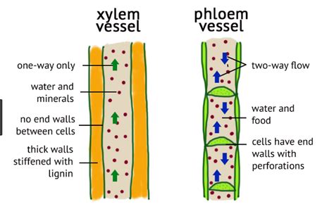 How Do Xylem And Phloem Tissues Differ Abiewrt