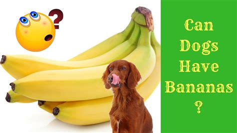 Are banana peelings good for plants? Can Dogs Eat Bananas? - YouTube