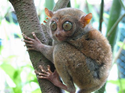 Tarsiers The Big Eyed Ancient Nocturnal Mammal