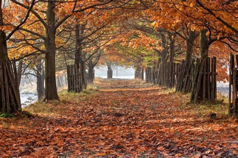 Autumn Forest Road With Early Morning Sun Rays Stock Image Image Of