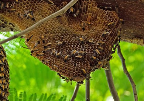 Close Up Huge Beehive Of Giant Honey Bees On A Branch Selective Focus