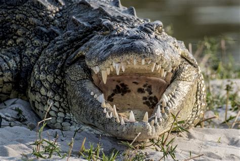 14-jähriger Junge von Krokodil gefressen